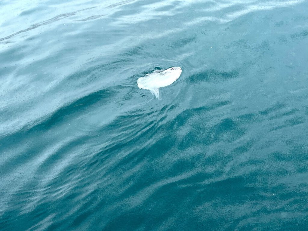 Kugelfisch gesichtet auf der Coccinella Yacht