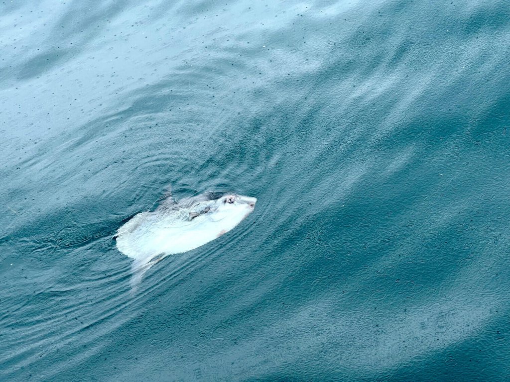 Kugelfisch gesichtet auf der Coccinella Yacht