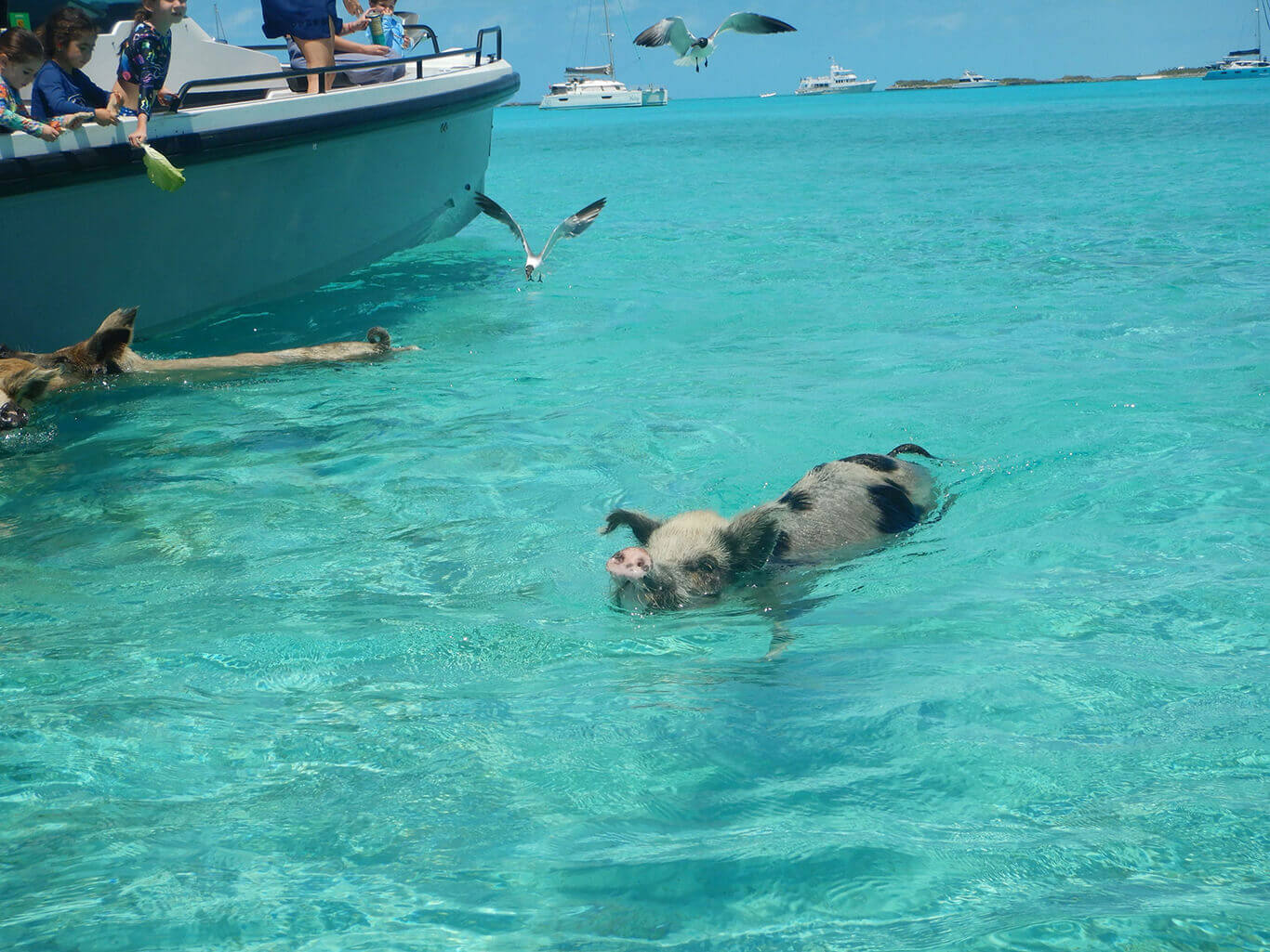 Schwimmende Schweine an der Pig Beach