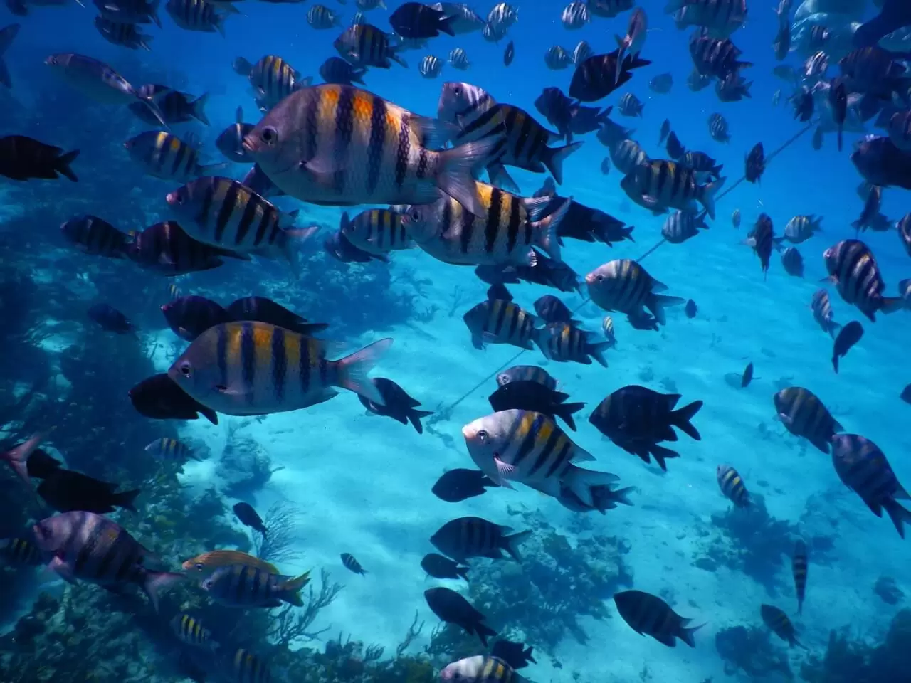 Aquarium live